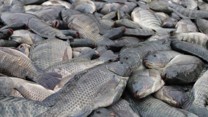 Barrage de Samendeni : la vulgarisation des cages flottantes pour booster la production du poisson au Burkina Faso.