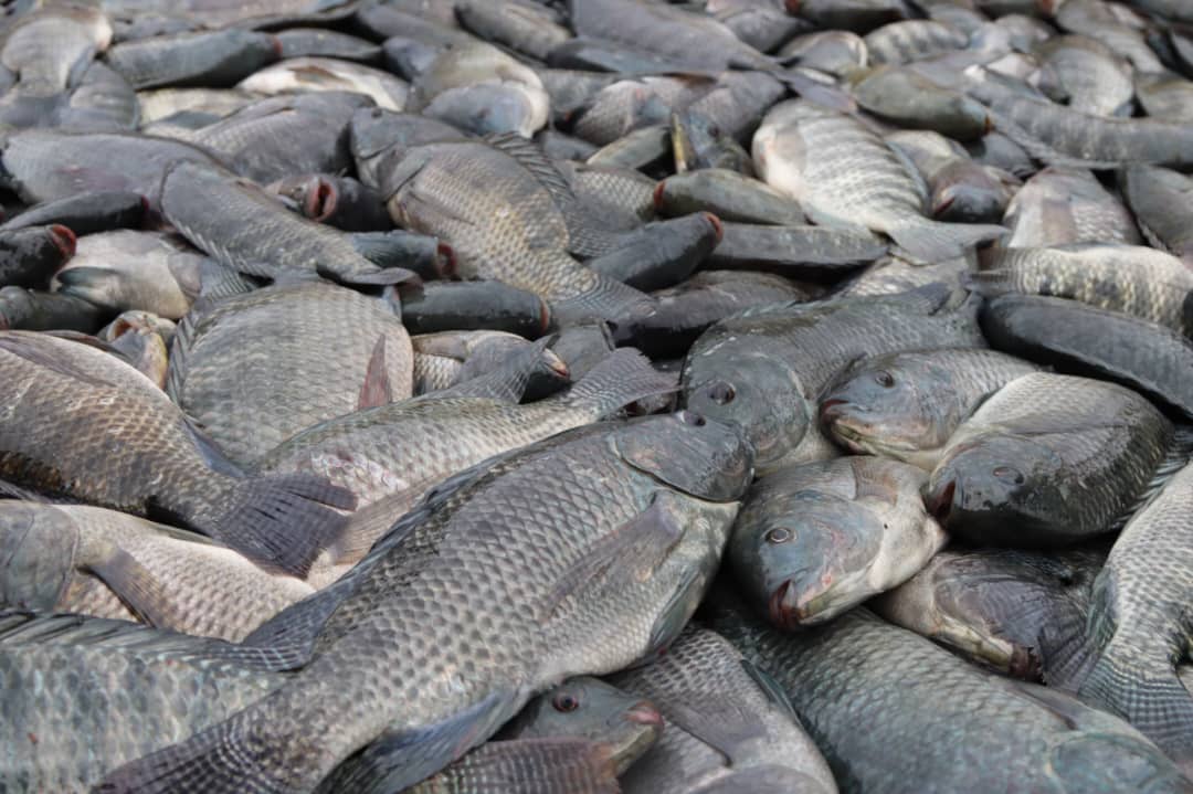 Barrage de Samendeni : la vulgarisation des cages flottantes pour booster la production du poisson au Burkina Faso.