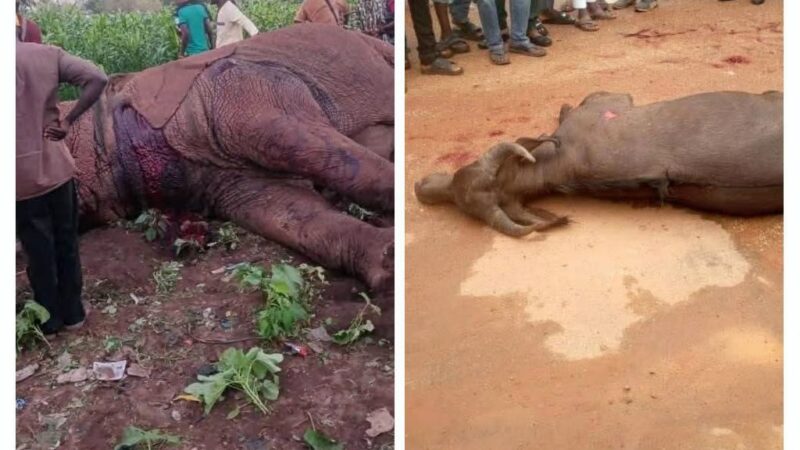 Burkina Faso : buffle et éléphant abattus en milieu urbain