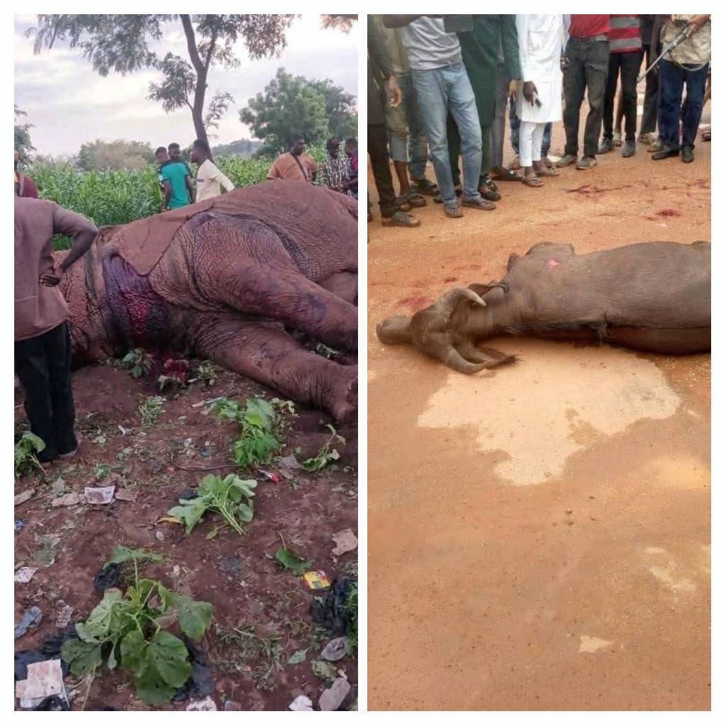Burkina Faso : buffle et éléphant abattus en milieu urbain