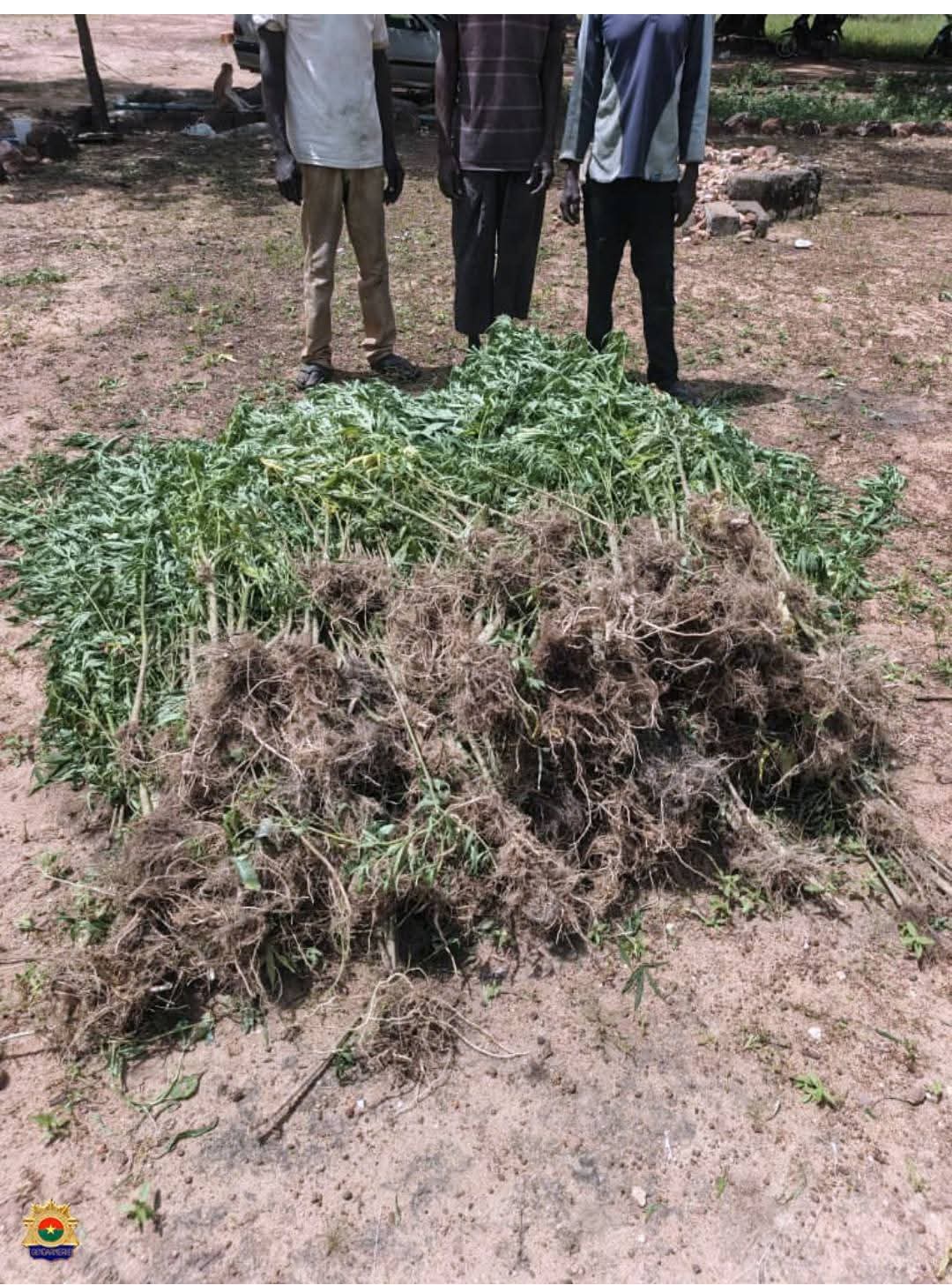 Trafic de chanvre indien : la Gendarmerie démantèle un réseau à Guiaro