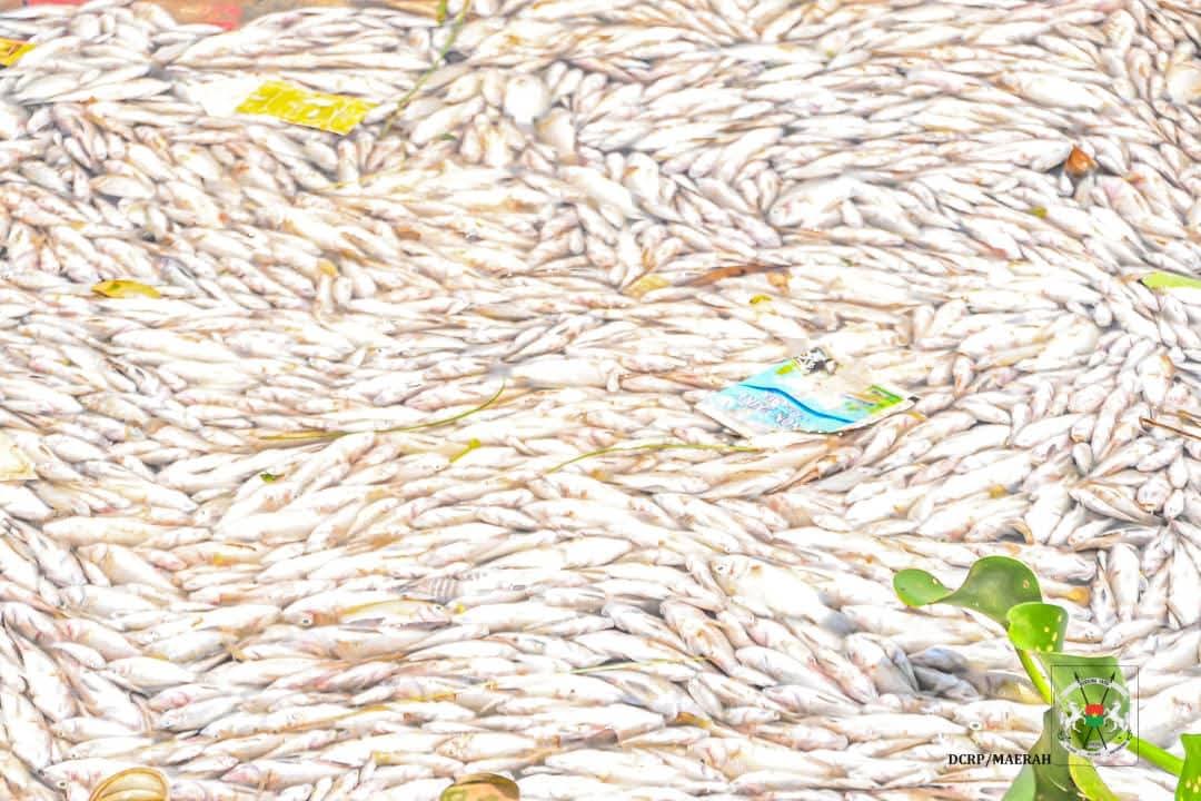 Ouagadougou : Mortalité massive de poissons au barrage de Tanghin