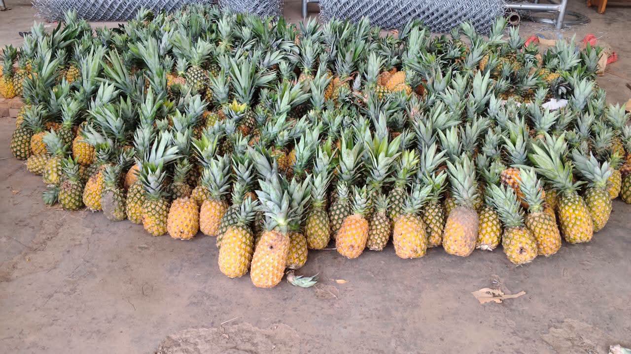 Tionkuy (Dédougou) : Monseigneur Bonaventure Ki réussit son pari avec une plantation de 3,5 hectares d&rsquo;ananas