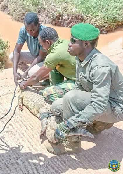 Ouagadougou : un crocodile capturé puis réintroduit dans son habitat naturel