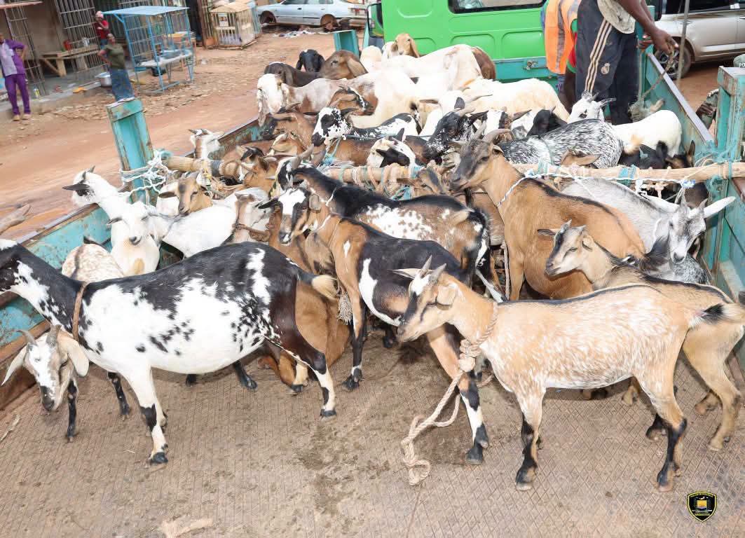 Ouagadougou : près de 2 000 animaux mis en fourrière en trois mois
